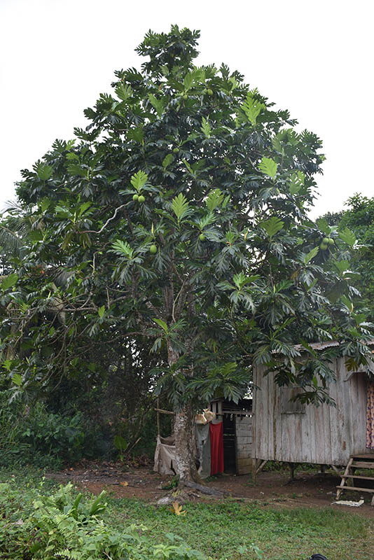 Breadfruit Sao Tome Principe